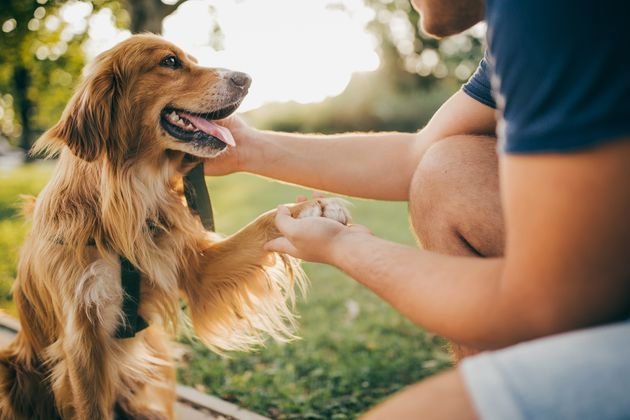 6 Vet-Approved Signs of a Joyful Dog
