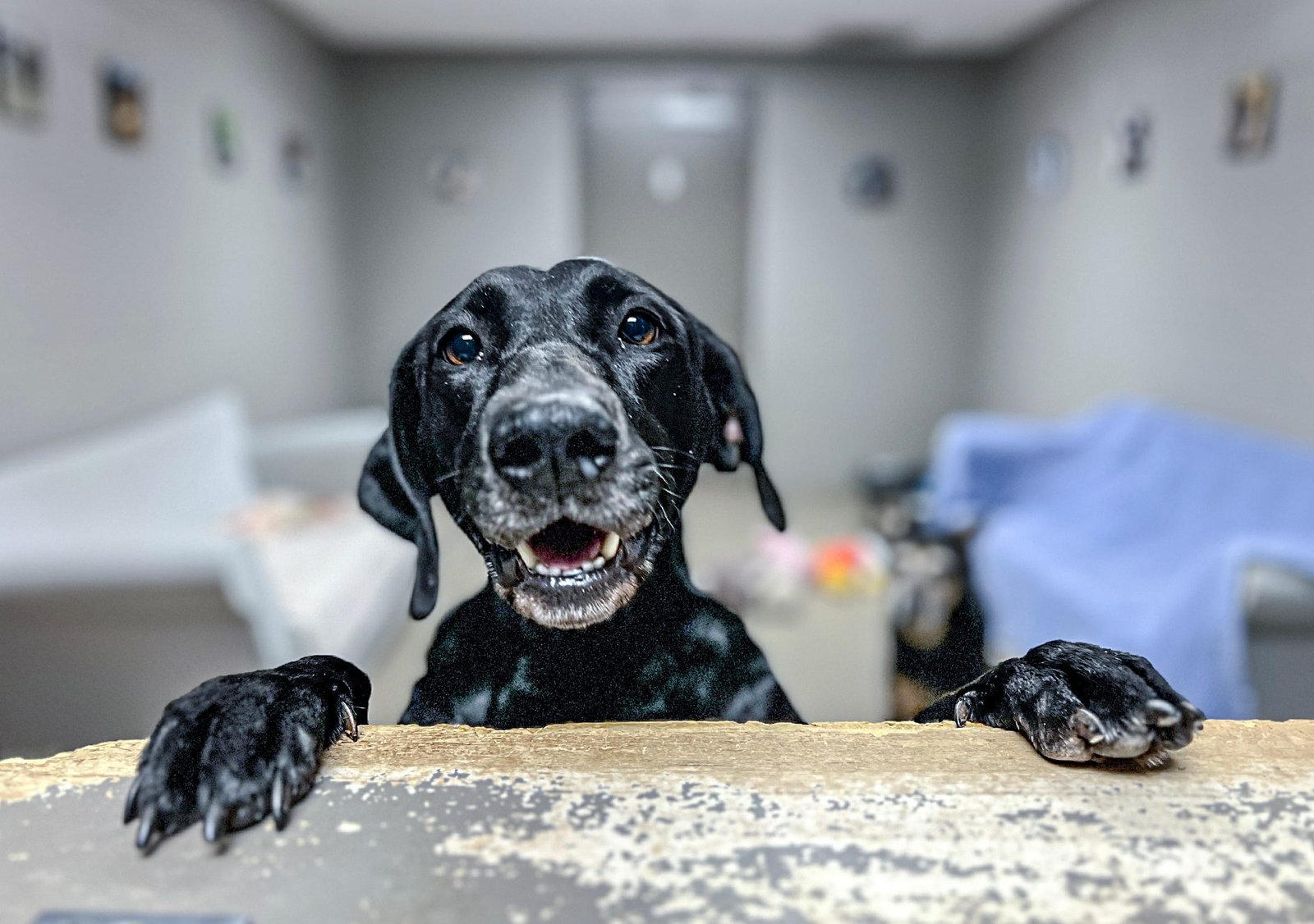 Allergied to Cats or Dogs? Tips for Making Them Pets Anyway!