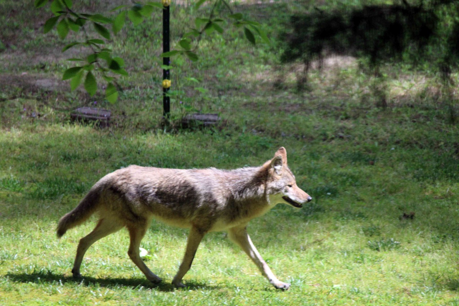 What to Do If a Coyote Visits Your Yard: Expert Tips